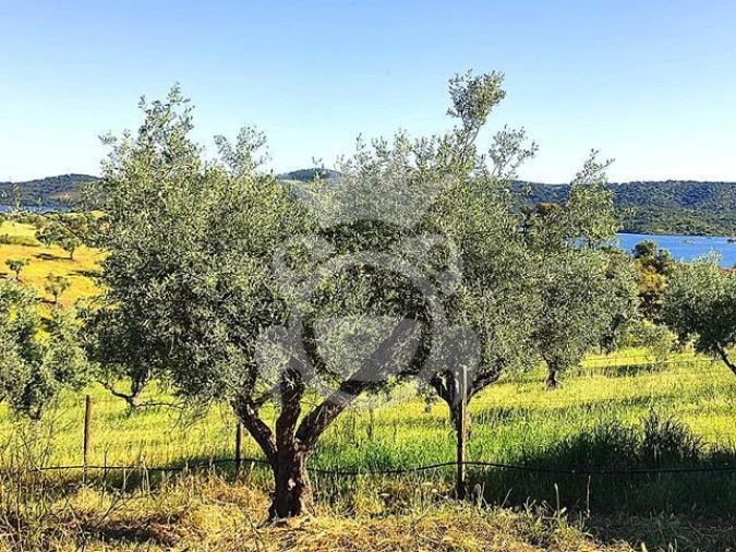 Terreno para Venda em Amieira e Alqueva Foto 1