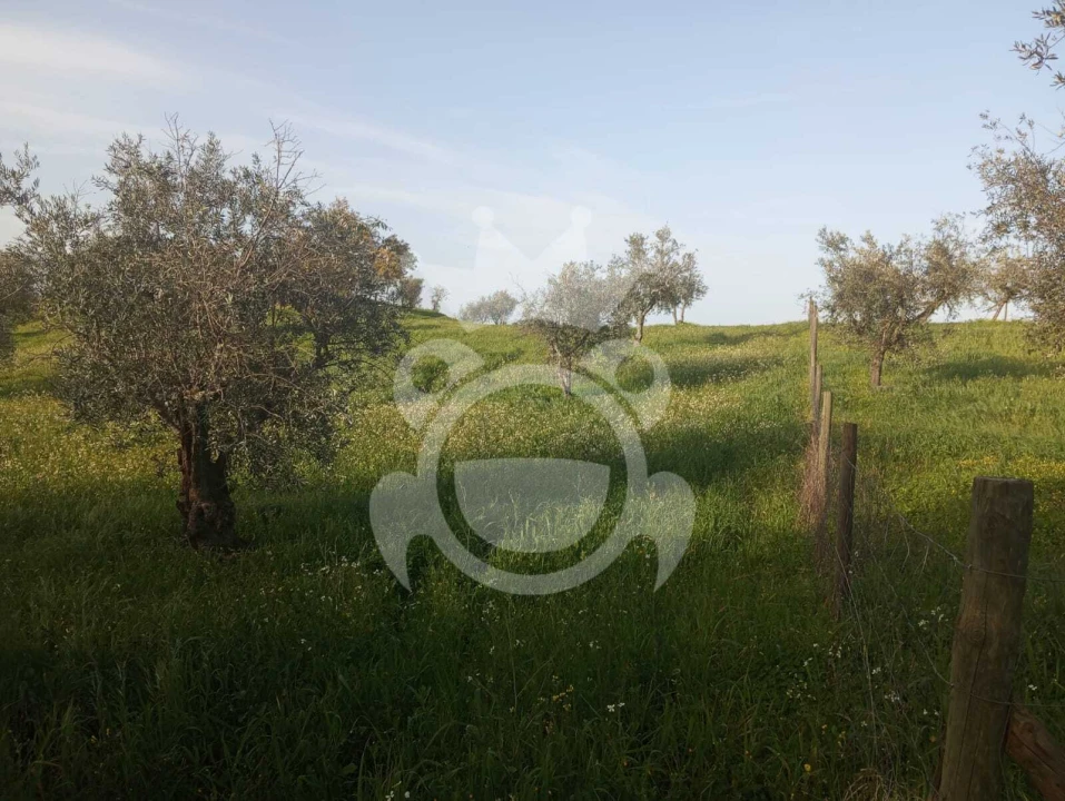 Terreno para Venda em Amieira e Alqueva Foto 11