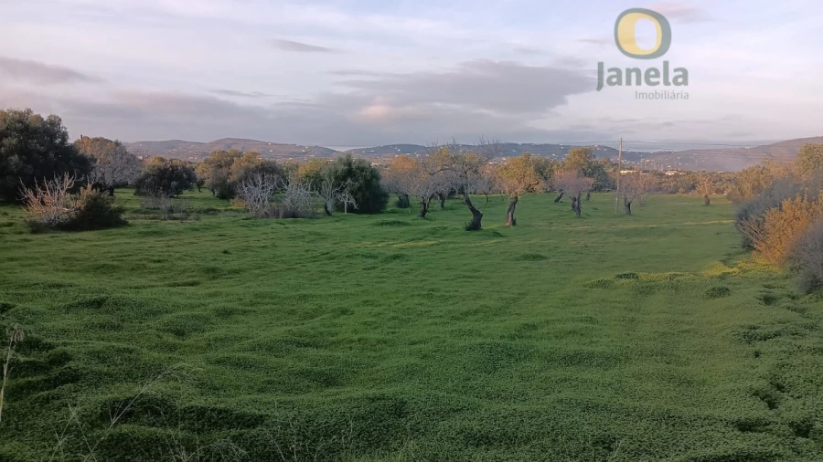 Terreno Agricola ou Rústico para Venda em Pechão