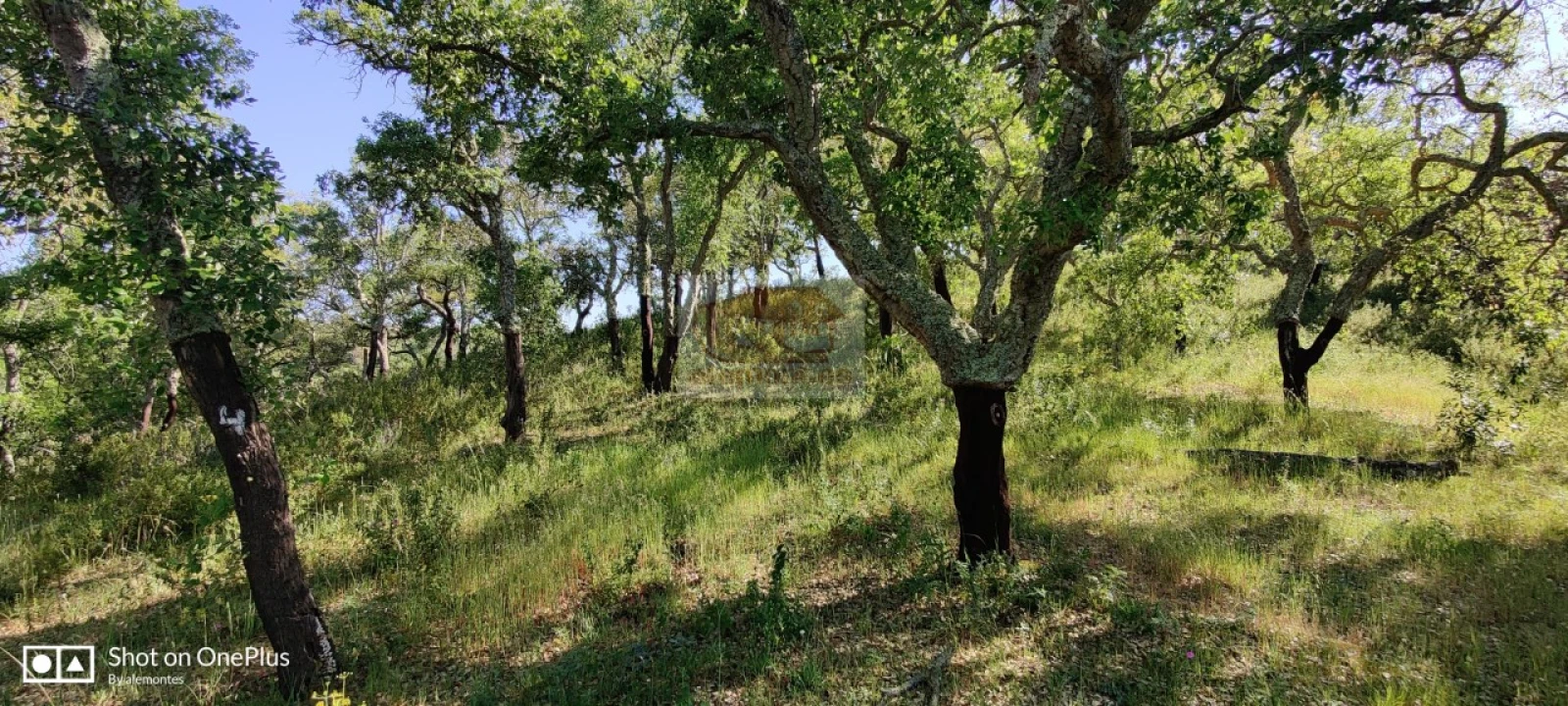 Terreno Agricola ou Rústico para Venda em São Francisco da Serra Foto 2