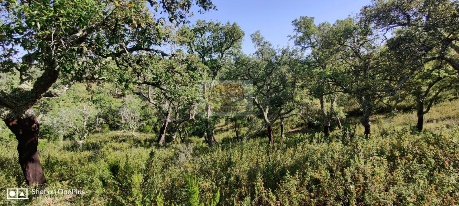 Terreno Agricola ou Rústico para Venda em São Francisco da Serra Foto 3