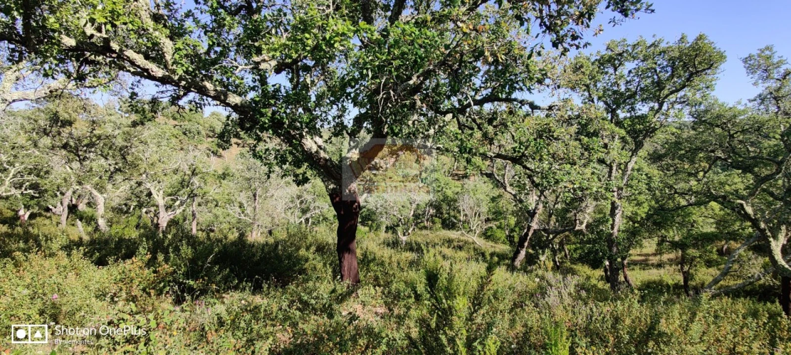 Terreno Agricola ou Rústico para Venda em São Francisco da Serra Foto 5