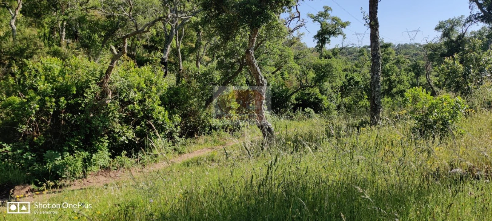 Terreno Agricola ou Rústico para Venda em São Francisco da Serra Foto 7