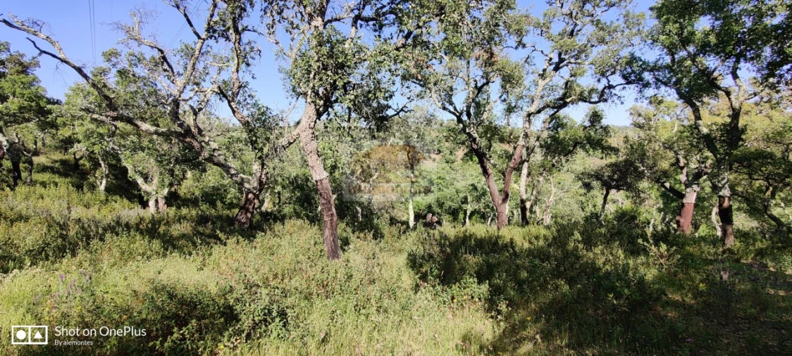 Terreno Agricola ou Rústico para Venda em São Francisco da Serra Foto 4