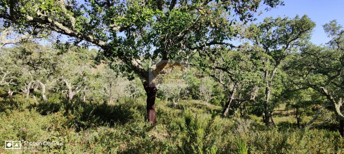 Terreno Agricola ou Rústico para Venda em São Francisco da Serra Foto 5