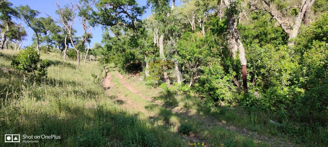 Terreno Agricola ou Rústico para Venda em São Francisco da Serra Foto 6