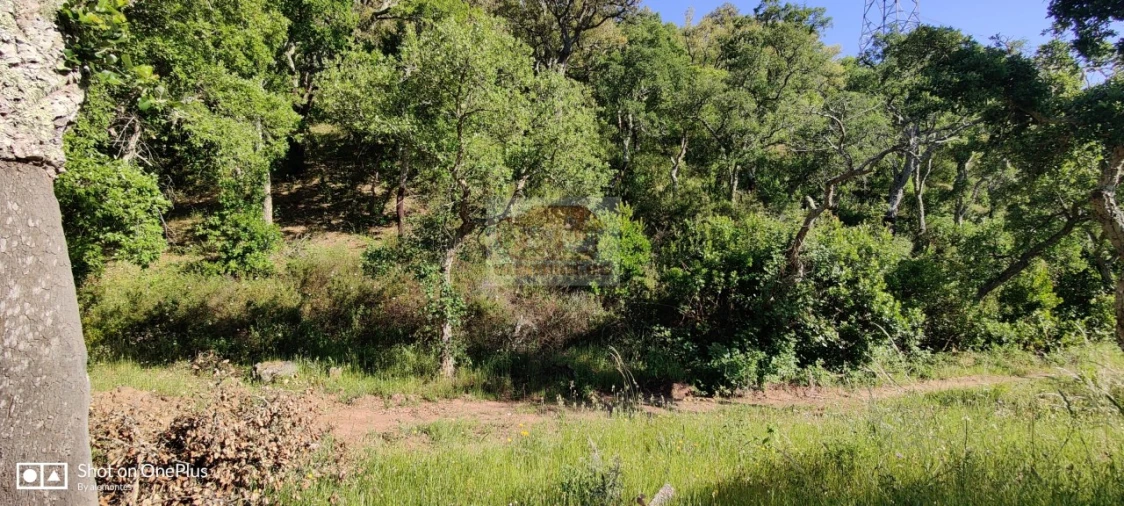 Terreno Agricola ou Rústico para Venda em São Francisco da Serra Foto 8
