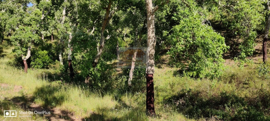Terreno Agricola ou Rústico para Venda em São Francisco da Serra Foto 10