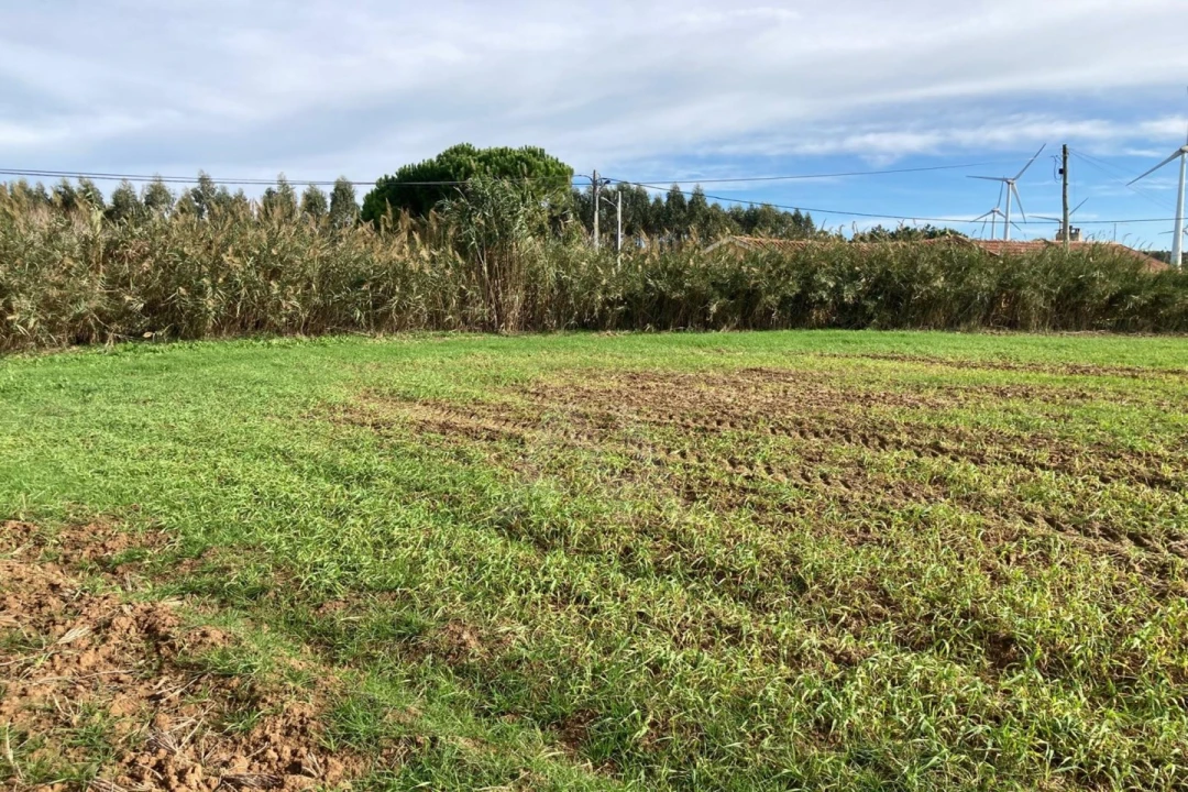 Terreno Agricola ou Rústico para Venda em São Bartolomeu dos Galegos e Moledo Foto 5