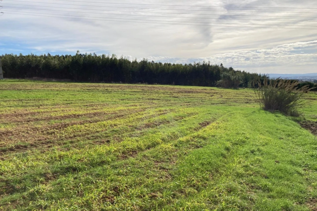 Terreno Agricola ou Rústico para Venda em São Bartolomeu dos Galegos e Moledo Foto 16