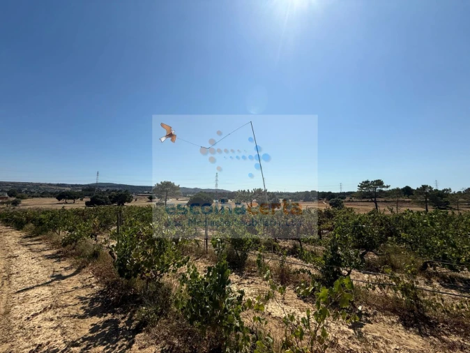 Quinta T2 para Venda em Quinta do Anjo Foto 25