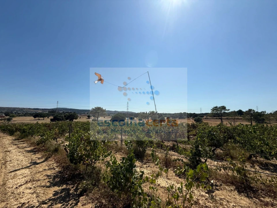 Quinta T2 para Venda em Quinta do Anjo Foto 25