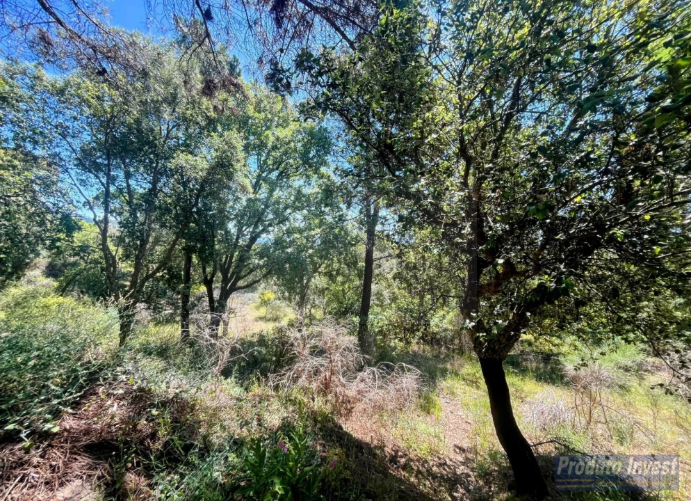 Quinta T3 para Venda em Vale de Prazeres e Mata da Rainha Foto 37
