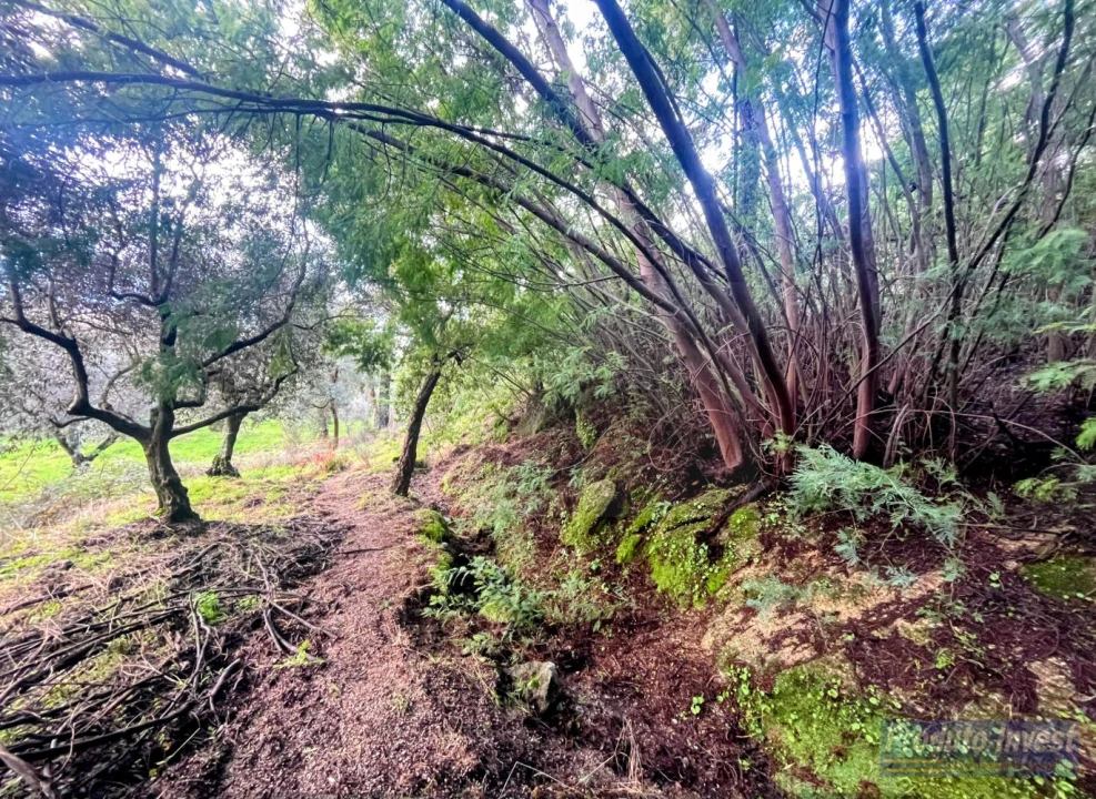 Quinta T3 para Venda em Vale de Prazeres e Mata da Rainha Foto 34