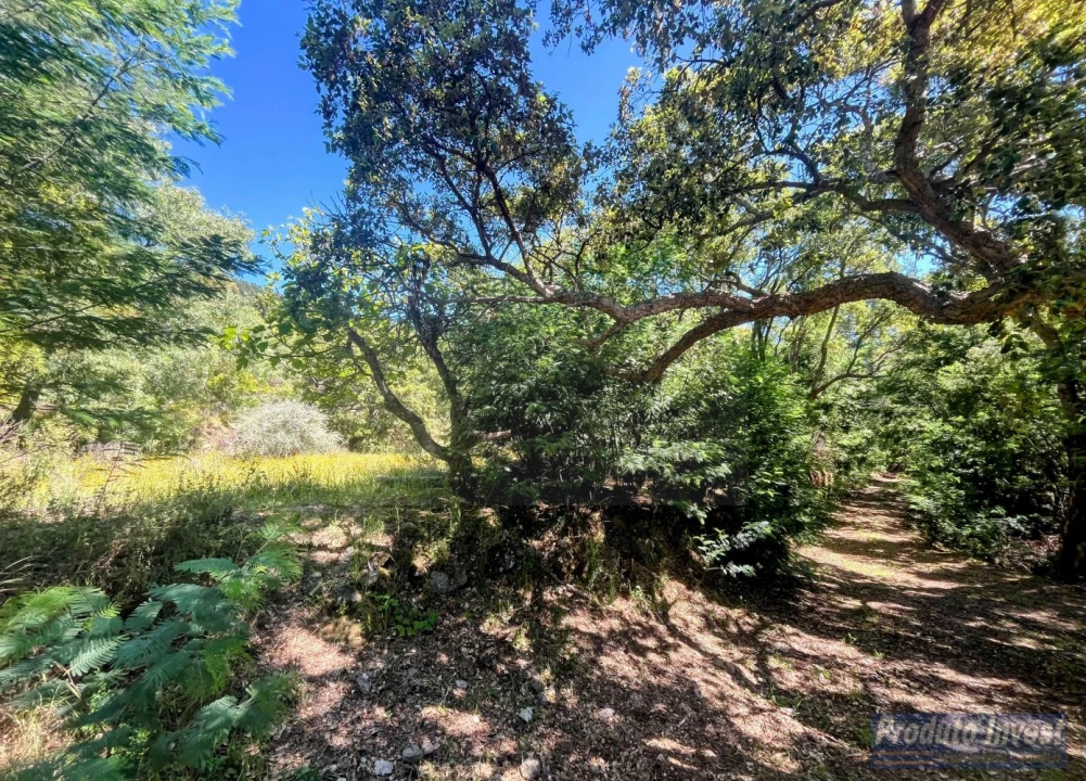 Quinta T3 para Venda em Vale de Prazeres e Mata da Rainha Foto 42