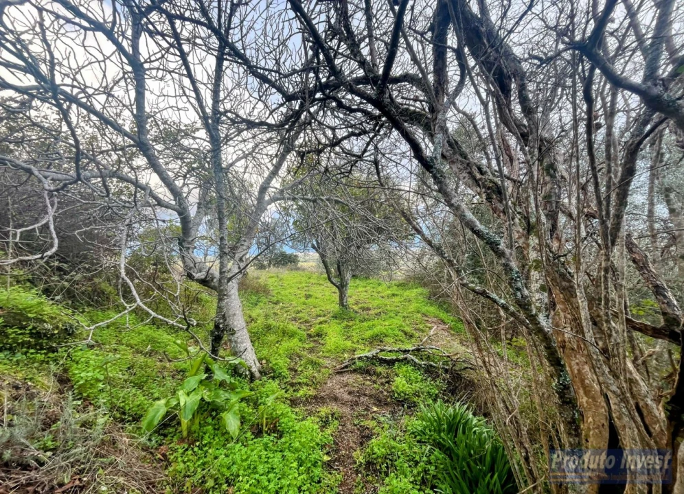 Quinta T3 para Venda em Vale de Prazeres e Mata da Rainha Foto 26