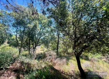 Quinta T3 para Venda em Vale de Prazeres e Mata da Rainha