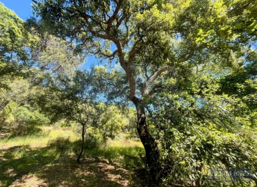 Quinta T3 para Venda em Vale de Prazeres e Mata da Rainha