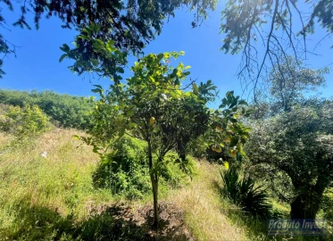 Quinta T3 para Venda em Vale de Prazeres e Mata da Rainha