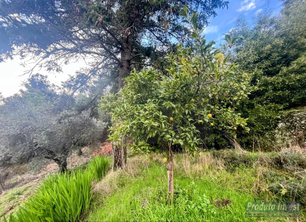 Quinta T3 para Venda em Vale de Prazeres e Mata da Rainha Foto 33