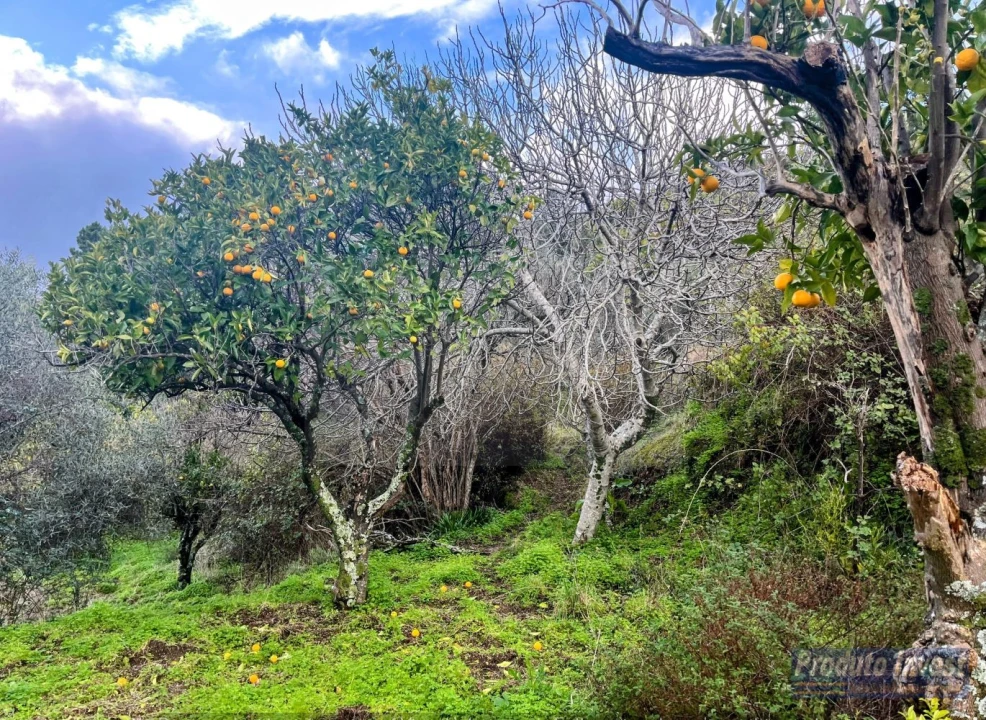 Quinta T3 para Venda em Vale de Prazeres e Mata da Rainha Foto 30
