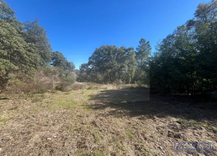 Quinta T3 para Venda em Vale de Prazeres e Mata da Rainha Foto 40