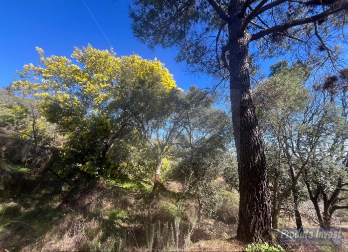 Quinta T3 para Venda em Vale de Prazeres e Mata da Rainha Foto 46