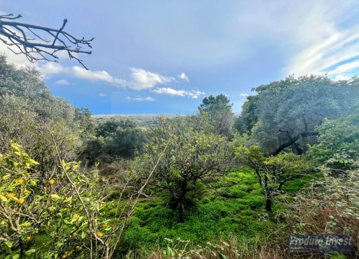Quinta T3 para Venda em Vale de Prazeres e Mata da Rainha Foto 25