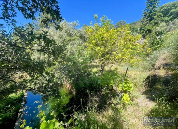 Quinta T3 para Venda em Vale de Prazeres e Mata da Rainha Foto 45