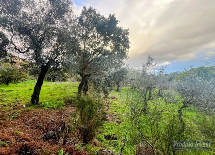 Quinta T3 para Venda em Vale de Prazeres e Mata da Rainha Foto 36