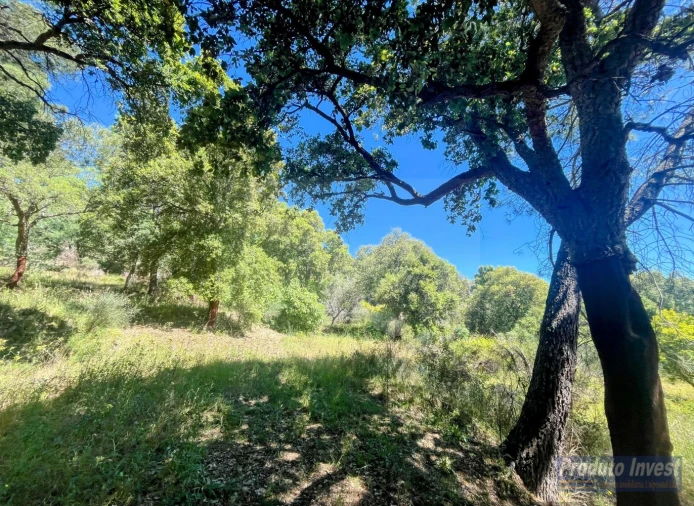 Quinta T3 para Venda em Vale de Prazeres e Mata da Rainha Foto 39