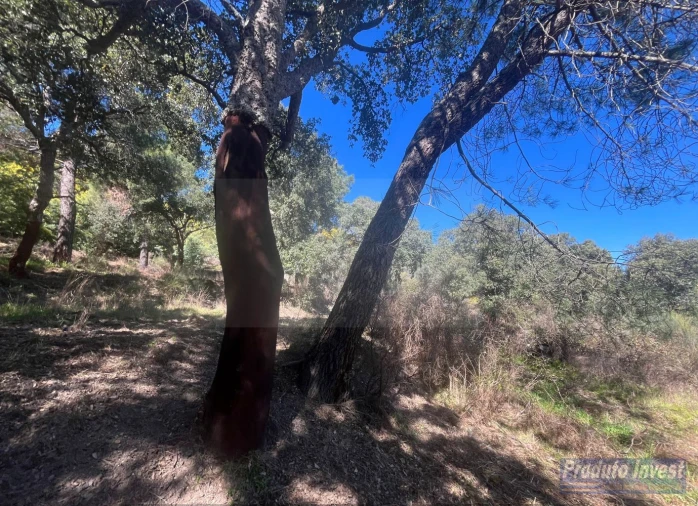 Quinta T3 para Venda em Vale de Prazeres e Mata da Rainha Foto 43