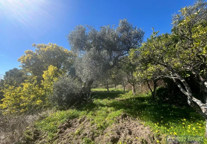 Quinta T3 para Venda em Vale de Prazeres e Mata da Rainha Foto 48
