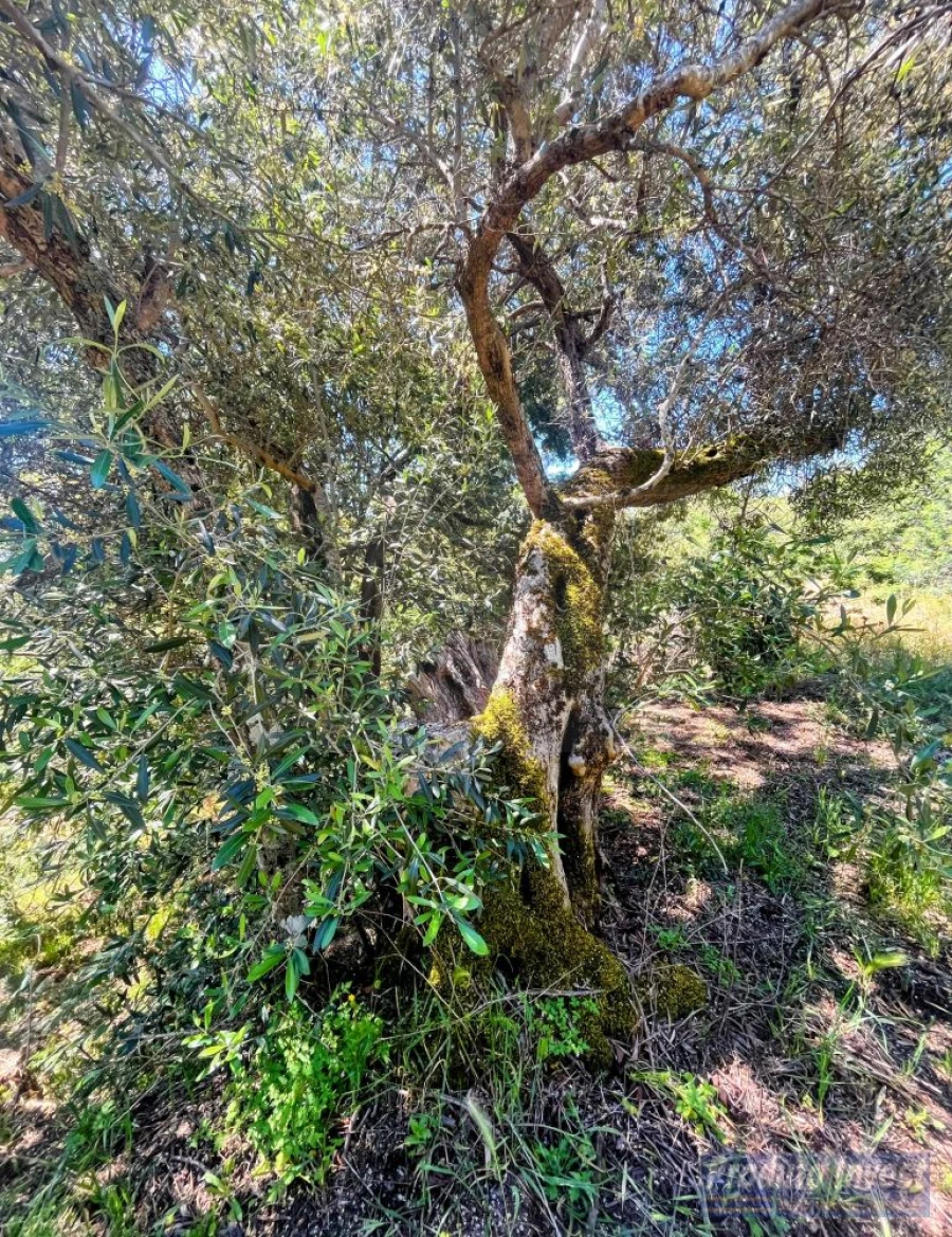 Quinta T3 para Venda em Vale de Prazeres e Mata da Rainha Foto 44