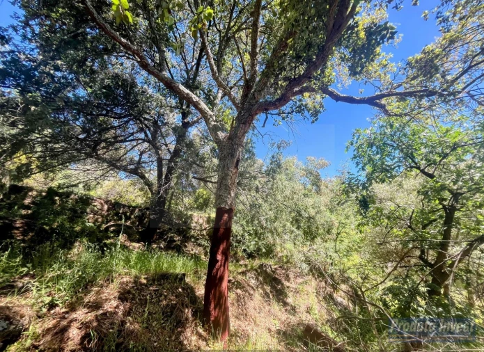 Quinta T3 para Venda em Vale de Prazeres e Mata da Rainha Foto 43