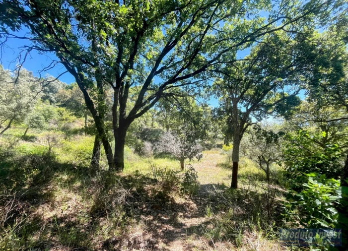Quinta T3 para Venda em Vale de Prazeres e Mata da Rainha Foto 38