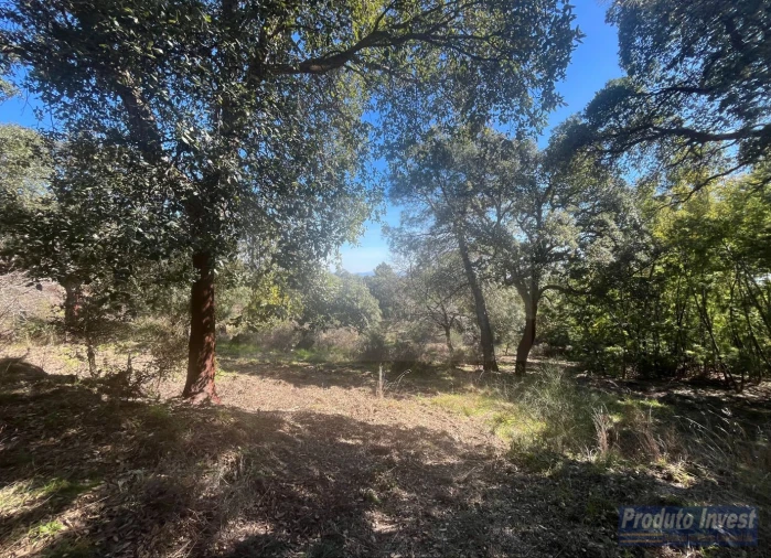 Quinta T3 para Venda em Vale de Prazeres e Mata da Rainha Foto 45