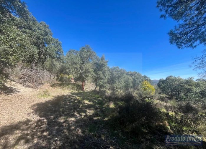 Quinta T3 para Venda em Vale de Prazeres e Mata da Rainha Foto 44