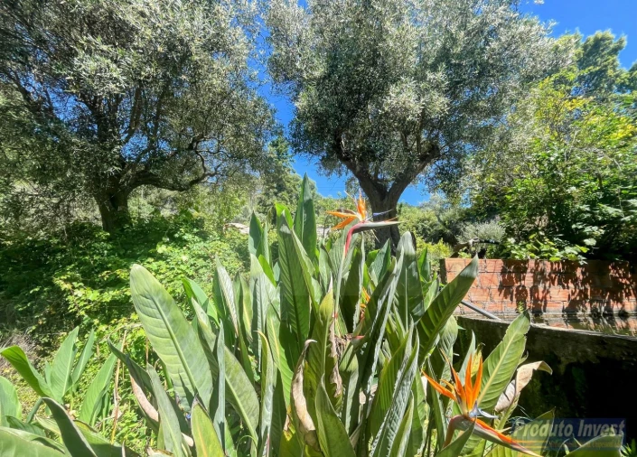 Quinta T3 para Venda em Vale de Prazeres e Mata da Rainha Foto 34