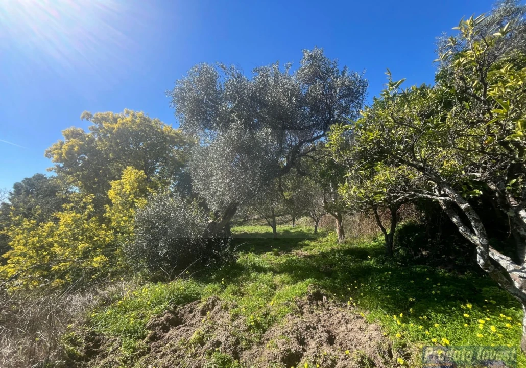 Quinta T3 para Venda em Vale de Prazeres e Mata da Rainha Foto 48