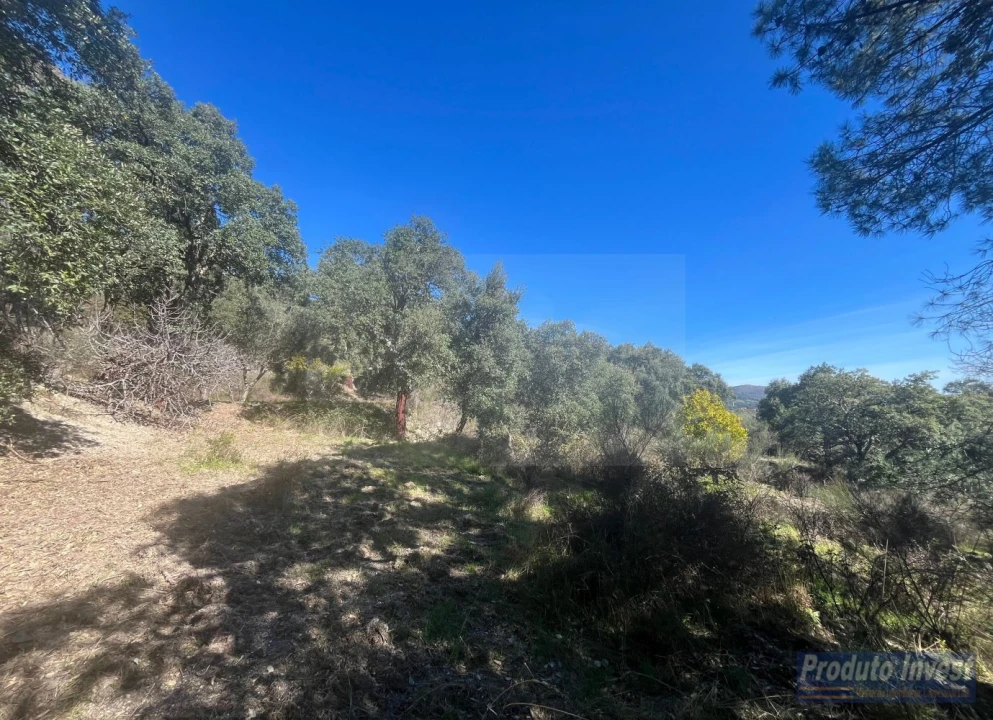 Quinta T3 para Venda em Vale de Prazeres e Mata da Rainha Foto 44