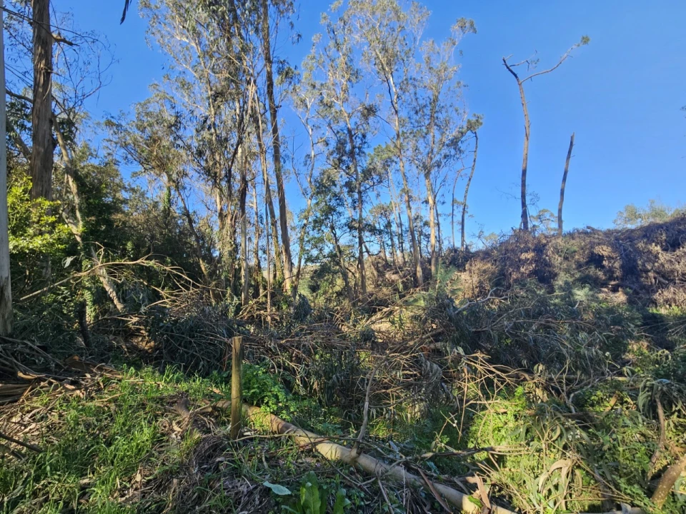 Terreno para Venda em Salir de Matos Foto 6