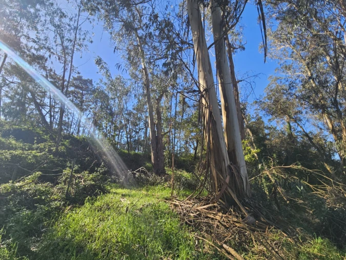 Terreno para Venda em Salir de Matos Foto 9