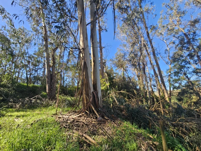 Terreno para Venda em Salir de Matos Foto 10