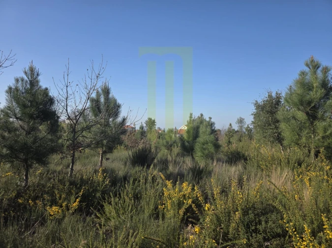 Terreno Agricola ou Rústico para Venda em Lagos da Beira e Lajeosa Foto 2