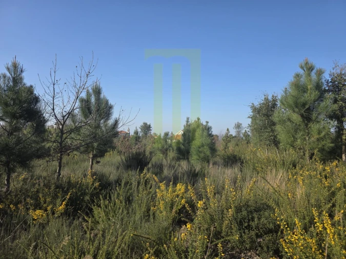 Terreno Agricola ou Rústico para Venda em Lagos da Beira e Lajeosa Foto 3