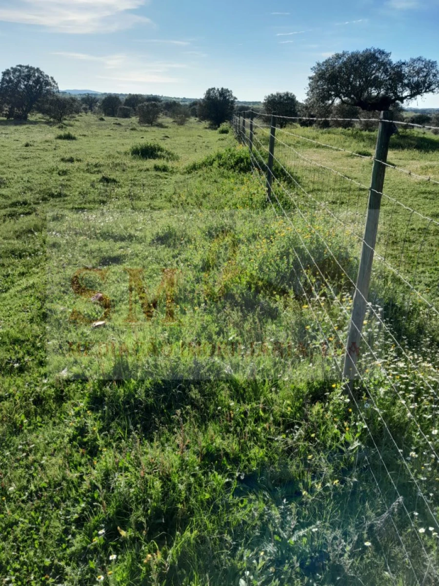Terreno Agricola ou Rústico para Venda em Capelins (Santo Antonio) Foto 4