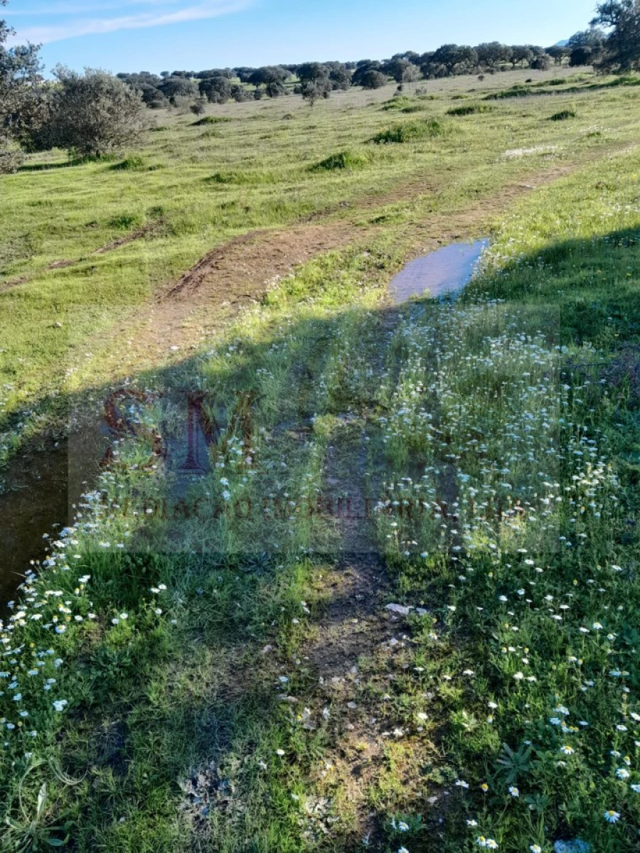 Terreno Agricola ou Rústico para Venda em Capelins (Santo Antonio) Foto 6