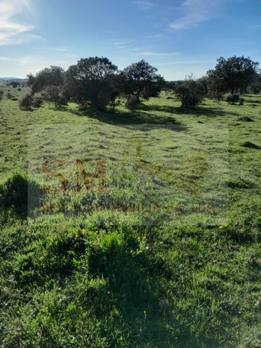 Terreno Agricola ou Rústico para Venda em Capelins (Santo Antonio) Foto 8