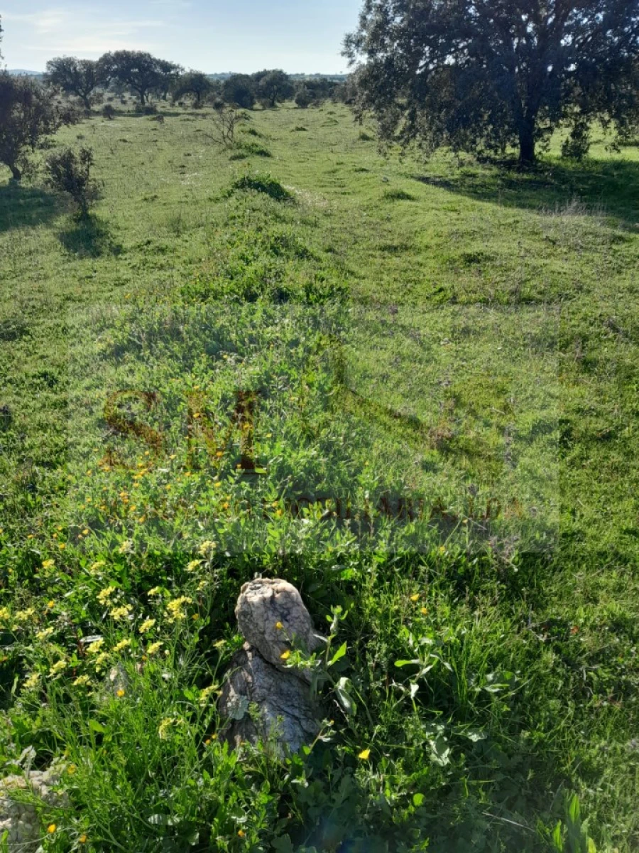 Terreno Agricola ou Rústico para Venda em Capelins (Santo Antonio) Foto 10